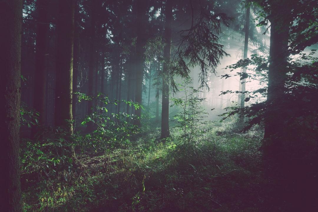 🌲 03. Aokigahara Forest, Japan – The Forest of Silence