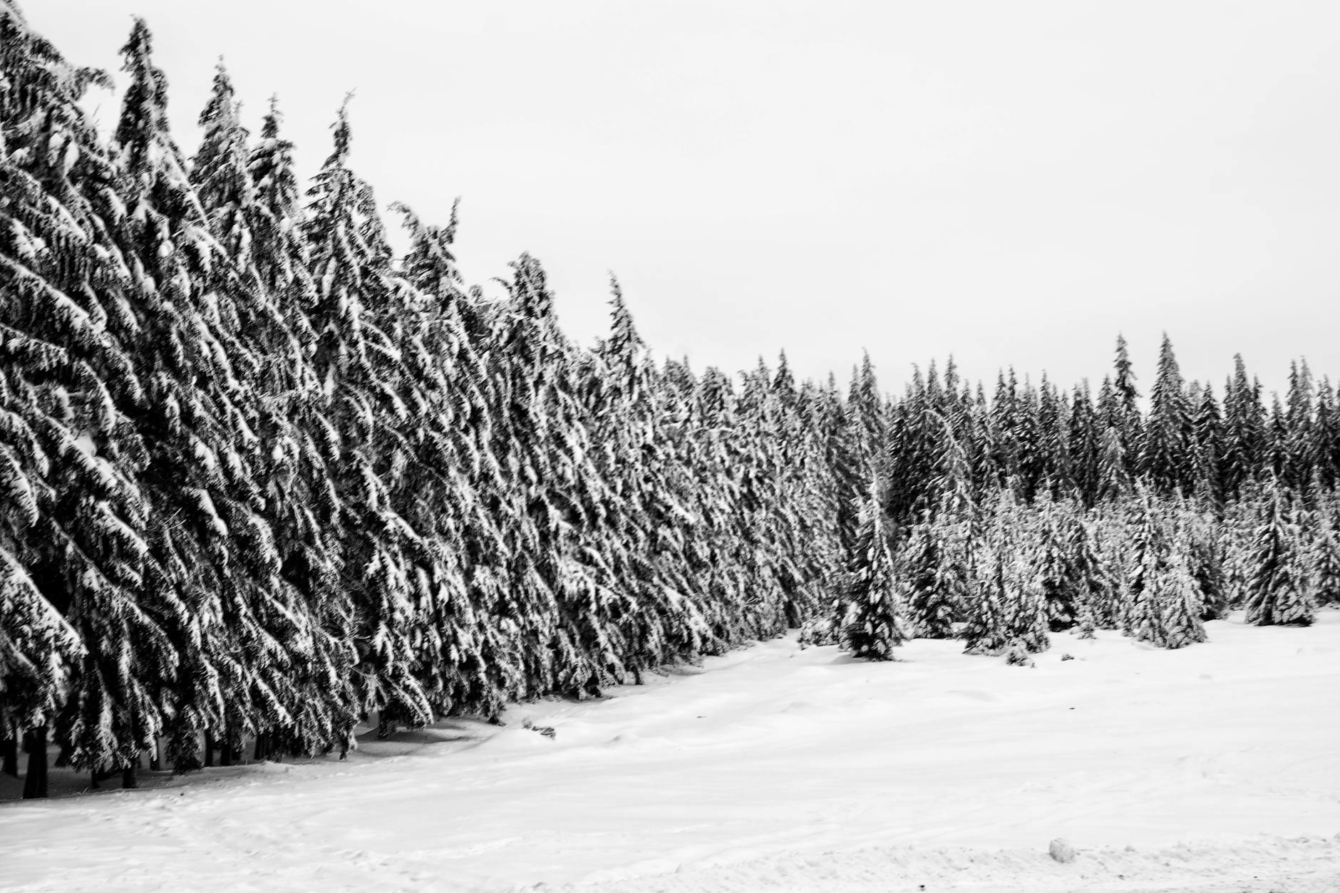 🌲 13. Hoia Baciu Forest, Romania – The Haunted Hollow