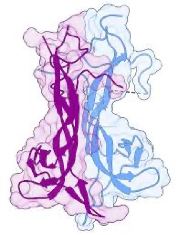 Modulation of BDNF by Physical Exercise
